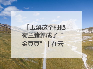 玉溪这个村把荷兰猪养成了“金豆豆”｜在云南样样好