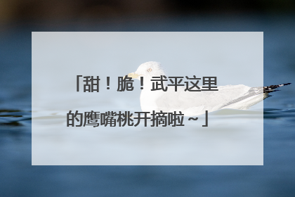 甜！脆！武平这里的鹰嘴桃开摘啦～