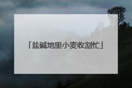 盐碱地里小麦收割忙