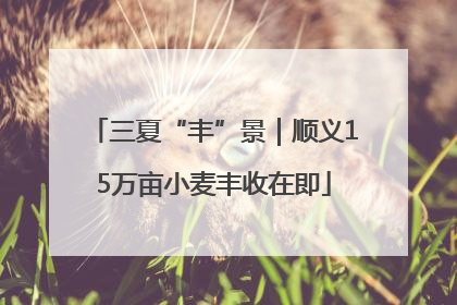 三夏“丰”景｜顺义15万亩小麦丰收在即