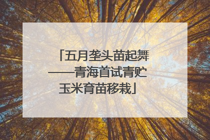 五月垄头苗起舞——青海首试青贮玉米育苗移栽