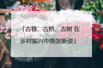 古巷、古桥、古树 在乡村振兴中焕发新姿