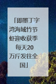即墨丁字湾海域竹节虾迎收获季 每天20万斤发往全国