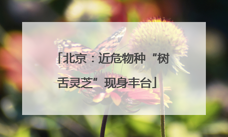 北京：近危物种“树舌灵芝”现身丰台