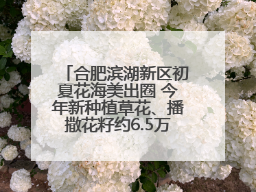 合肥滨湖新区初夏花海美出圈 今年新种植草花、播撒花籽约6.5万平方米