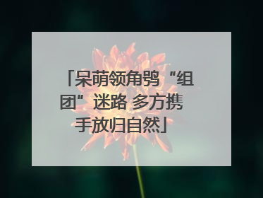 呆萌领角鸮“组团”迷路 多方携手放归自然