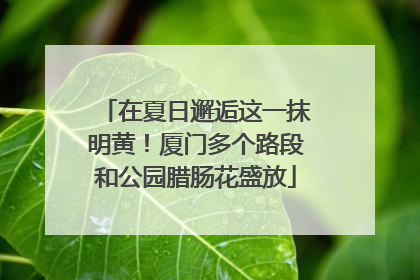 在夏日邂逅这一抹明黄！厦门多个路段和公园腊肠花盛放