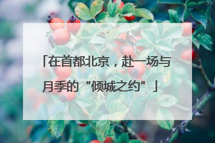 在首都北京，赴一场与月季的“倾城之约”