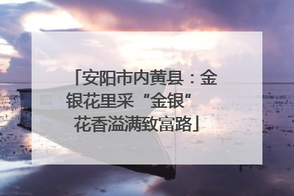 安阳市内黄县：金银花里采“金银” 花香溢满致富路