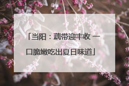 当阳：藕带迎丰收 一口脆嫩吃出夏日味道