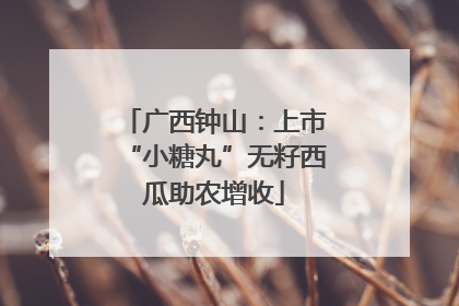 广西钟山：上市“小糖丸”无籽西瓜助农增收