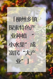 柳州乡镇探索特色产业种植 “小水果”成富民“大产业”