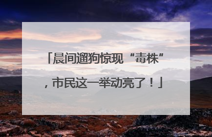 晨间遛狗惊现“毒株”，市民这一举动亮了！