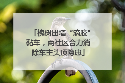 槐树出墙“滴胶”黏车，两社区合力消除车主头顶隐患