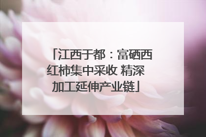 江西于都：富硒西红柿集中采收 精深加工延伸产业链