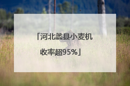 河北蠡县小麦机收率超95%