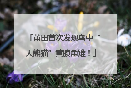 莆田首次发现鸟中“大熊猫”黄腹角雉！