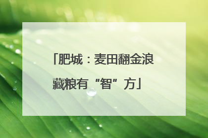 肥城：麦田翻金浪藏粮有“智”方