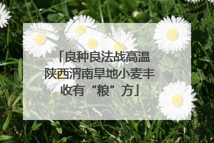 良种良法战高温 陕西渭南旱地小麦丰收有“粮”方