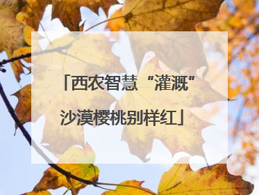 西农智慧“灌溉” 沙漠樱桃别样红