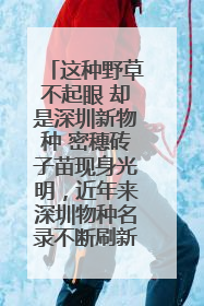这种野草不起眼 却是深圳新物种 密穗砖子苗现身光明，近年来深圳物种名录不断刷新