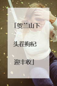 贺兰山下 头茬枸杞迎丰收