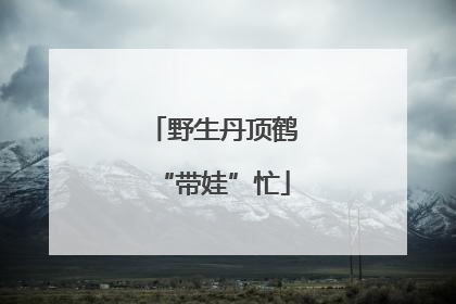 野生丹顶鹤“带娃”忙