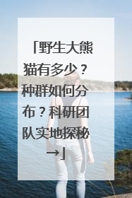 野生大熊猫有多少？种群如何分布？科研团队实地探秘→