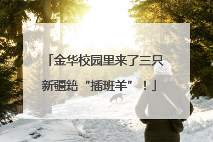 金华校园里来了三只新疆籍“插班羊”！