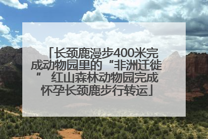 长颈鹿漫步400米完成动物园里的“非洲迁徙” 红山森林动物园完成怀孕长颈鹿步行转运
