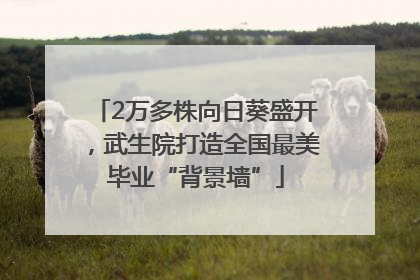 2万多株向日葵盛开，武生院打造全国最美毕业“背景墙”