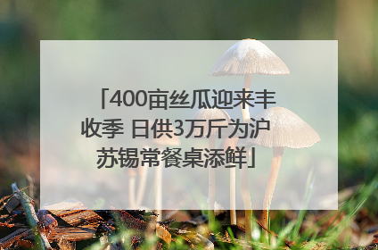 400亩丝瓜迎来丰收季 日供3万斤为沪苏锡常餐桌添鲜